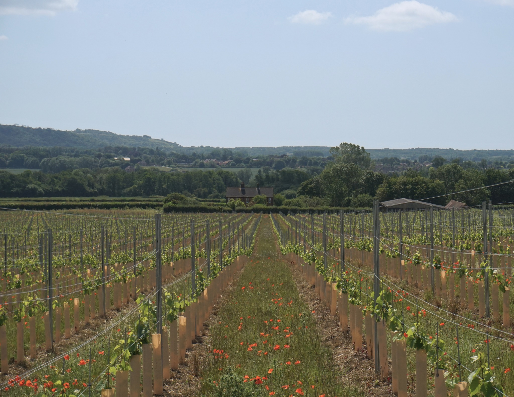 Chapel Down Unveils New 119-Acre Vineyard | AshfordFOR News